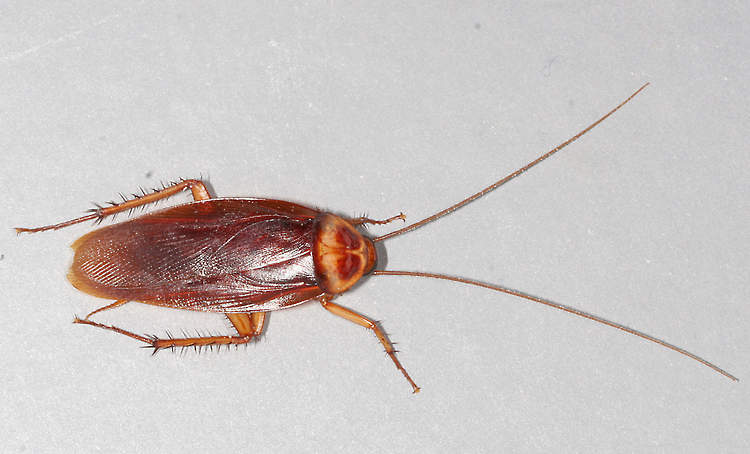 Pest control technician treating a Hampton Roads home for cockroaches