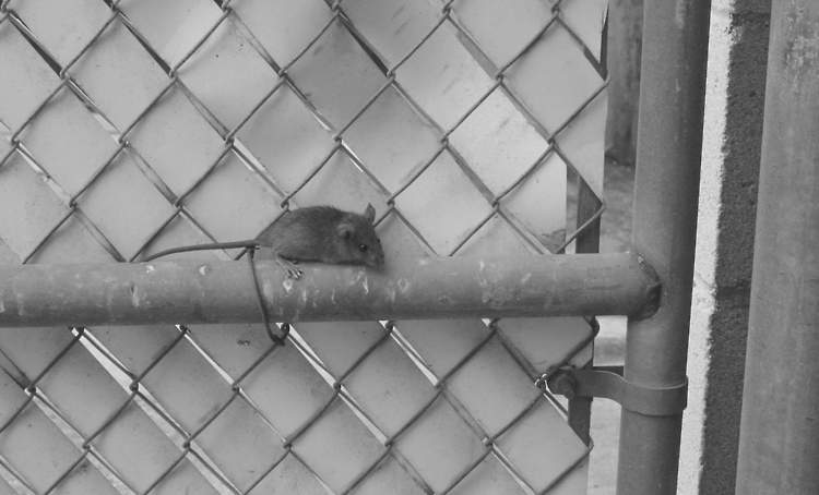 Rodent infestation in a Hampton Roads home
