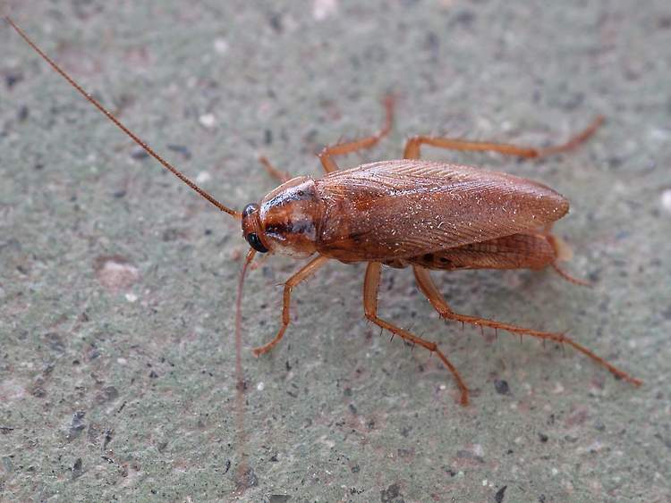 Smokey brown cockroach